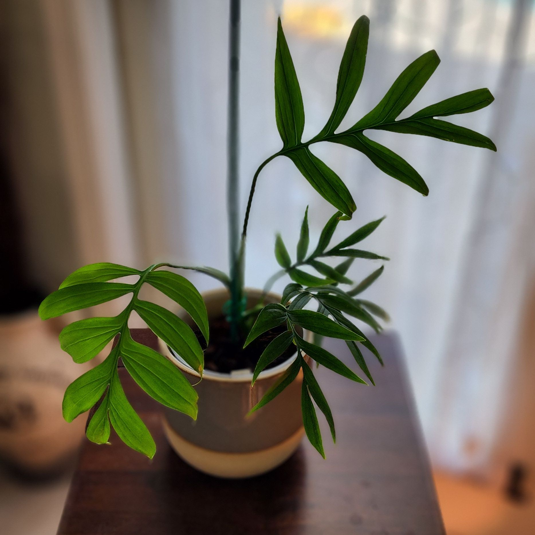 Potted Monstera subpinnata plant with healthy green leaves indoors.