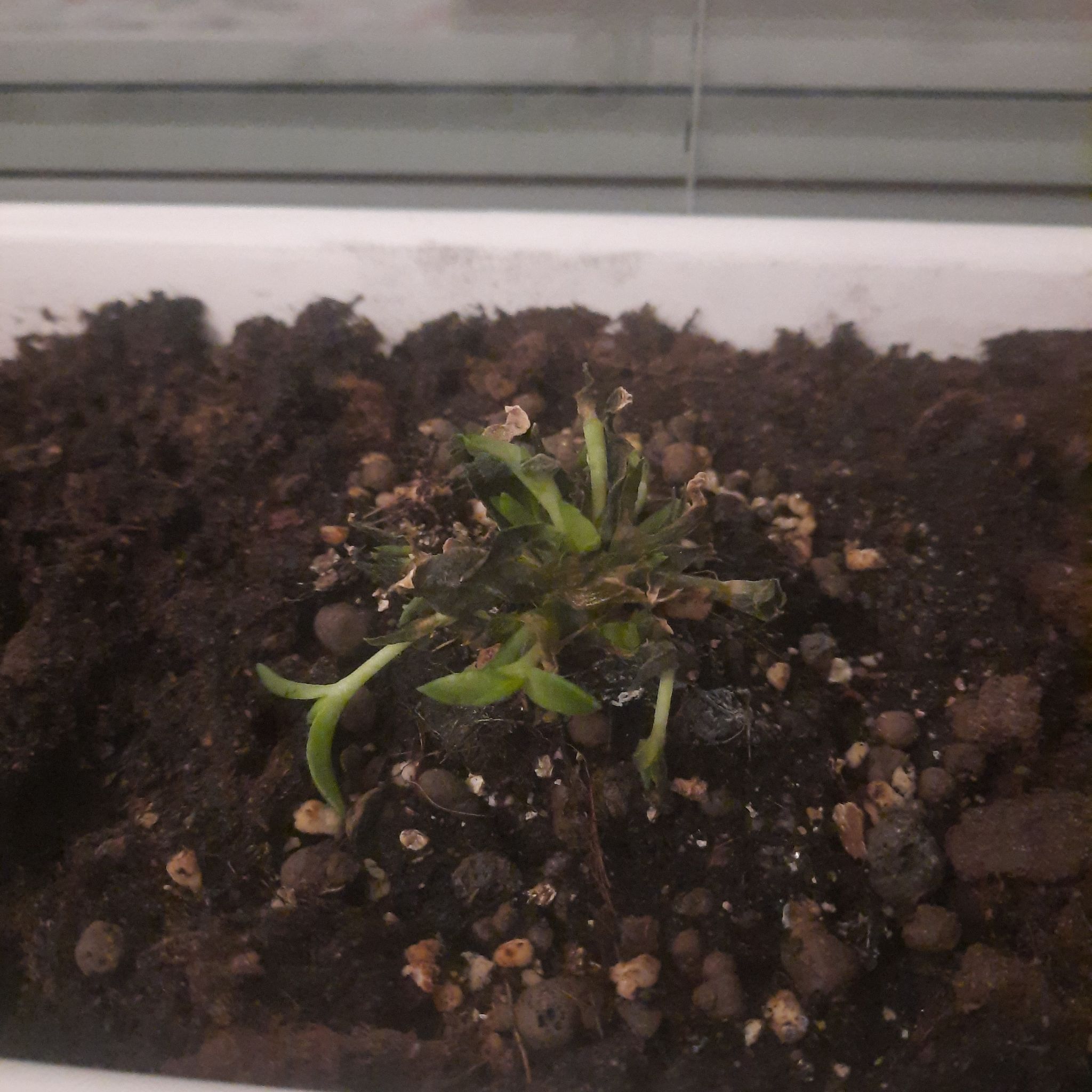 Photo of the plant species Kanna by @MagicalKaraka named Kanna on Greg, the plant care app