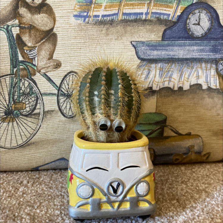 Photo of the plant species Parodia warasii by @HannahS named Hippy on Greg, the plant care app