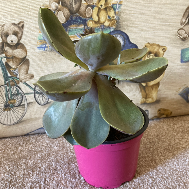 Photo of the plant species Echeveria 'Morning Beauty' by @HannahS named Florence on Greg, the plant care app