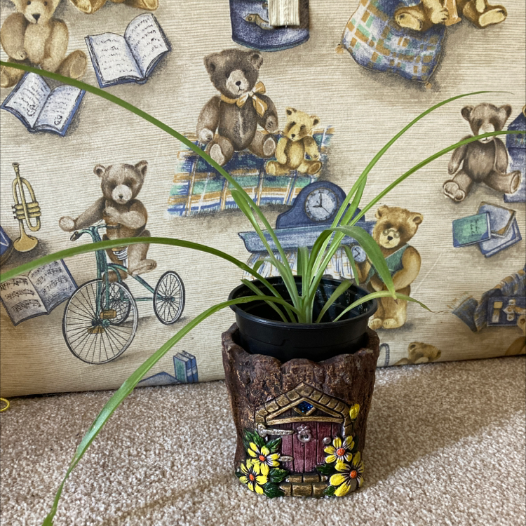 Spider Plant plant photo by @HannahS named Terry on Greg, the plant care app.