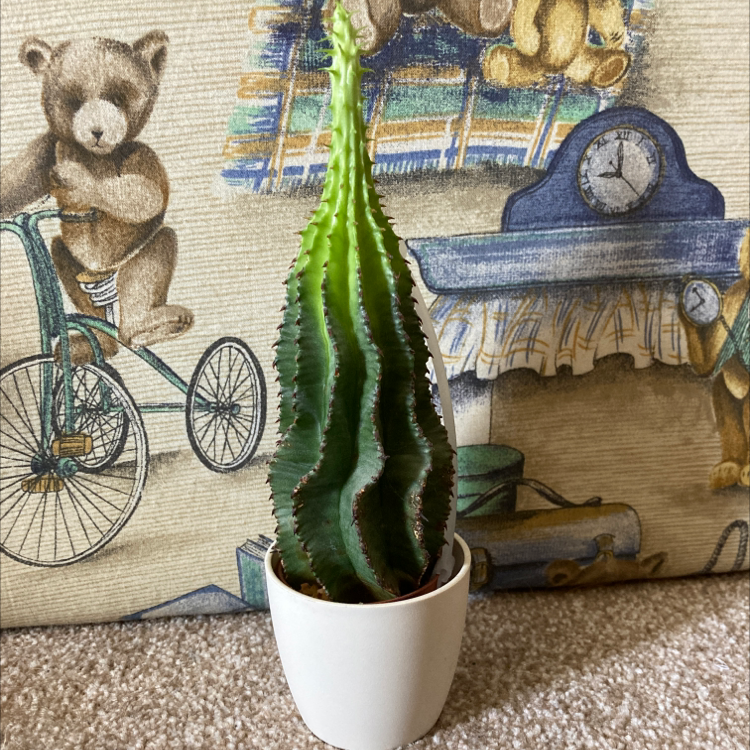 Cephalocereus polylophus plant photo by @HannahS named Osmo on Greg, the plant care app.