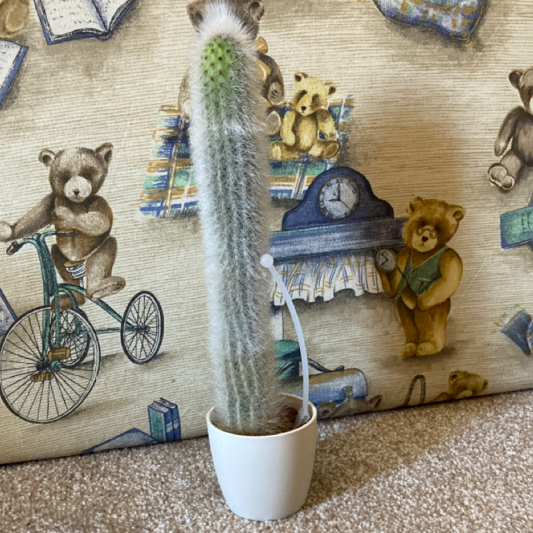 Peruvian Old Man Cactus in a white pot with teddy bear-themed wallpaper background.