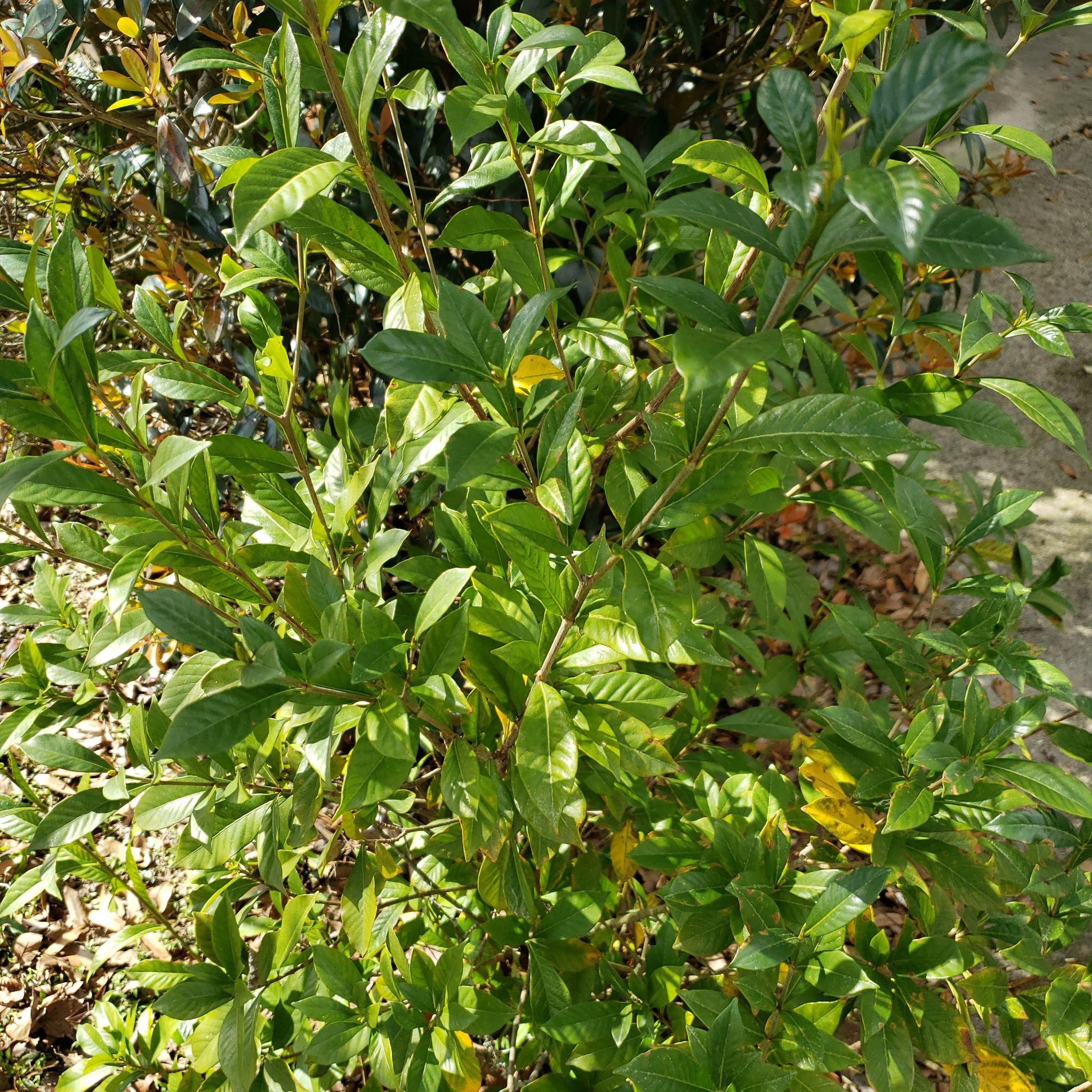 Plant care for Fringetree on Greg, the plant care app