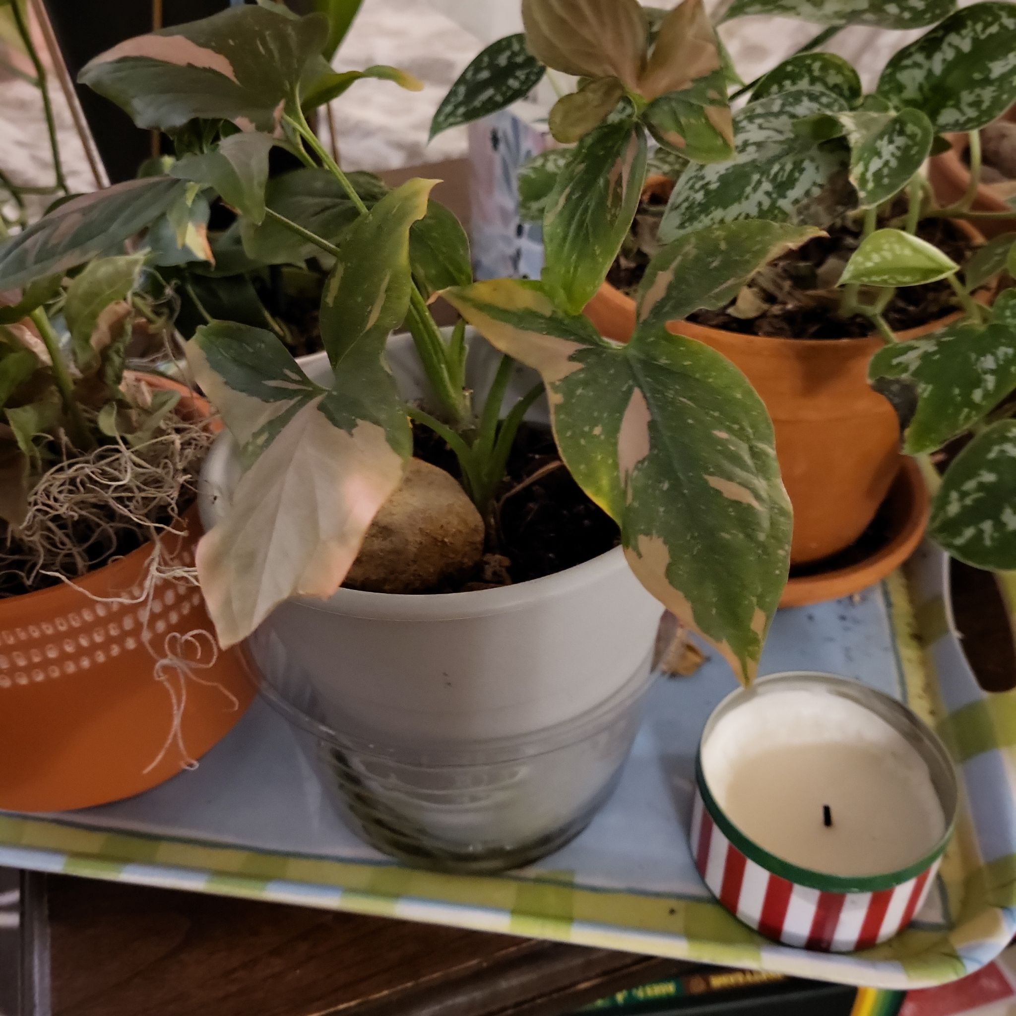 Photo of the plant species Strawberry Splash Arrowhead Plant by @EarnestAntplant named Dolores on Greg, the plant care app