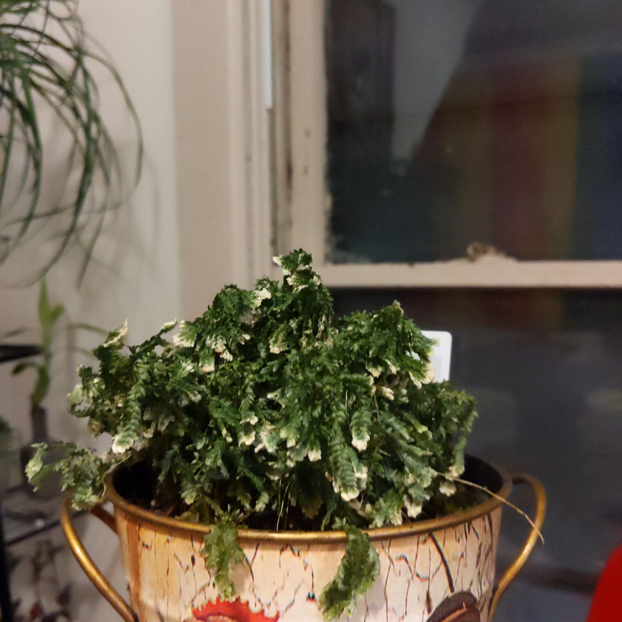 Photo of the plant species White Tip Spikemoss by @LightBulrush named Ferny on Greg, the plant care app