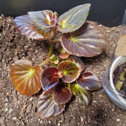 Clubed Begonia plant