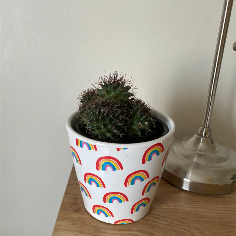 Mexican Pincushion cactus in a colorful pot with rainbow designs on a wooden surface next to a lamp.