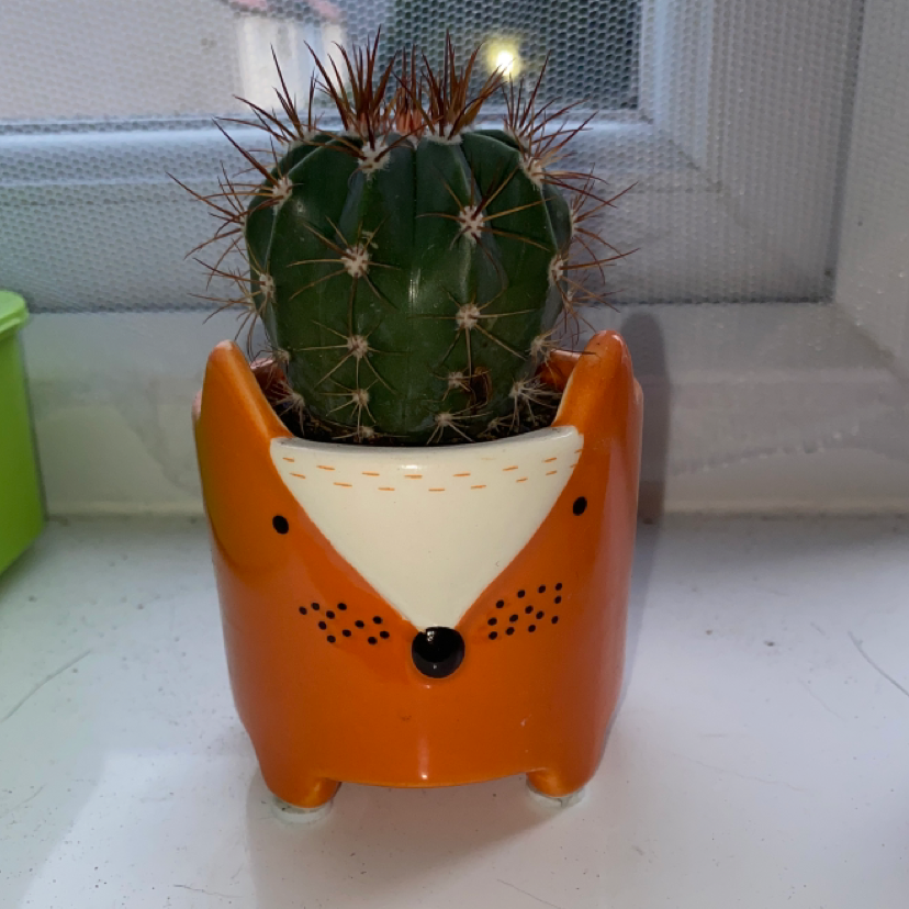 Melocactus azureus in a decorative fox-shaped pot on a windowsill.