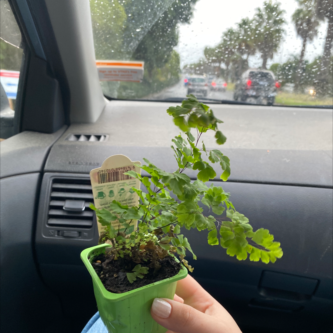 Hemionitis raddiana plant in a small pot held inside a car on a rainy day.