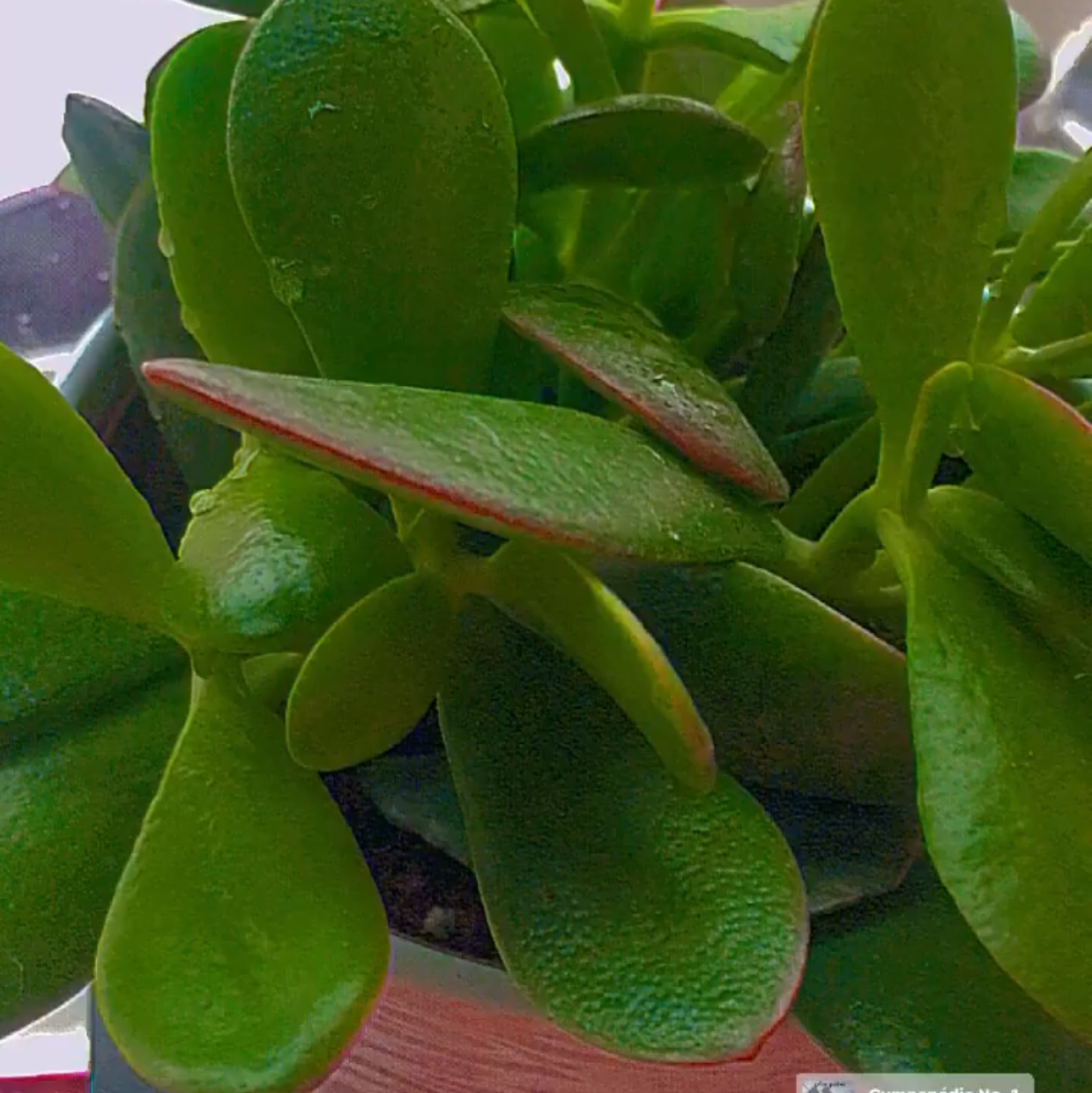 Lucky Plant plant photo by @nelliaplants named Money tree on Greg, the plant care app.