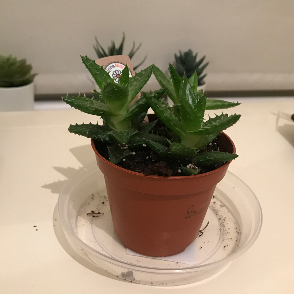 Tiger Tooth Aloe plant photo by @rhiannaljones named Drax on Greg, the plant care app.