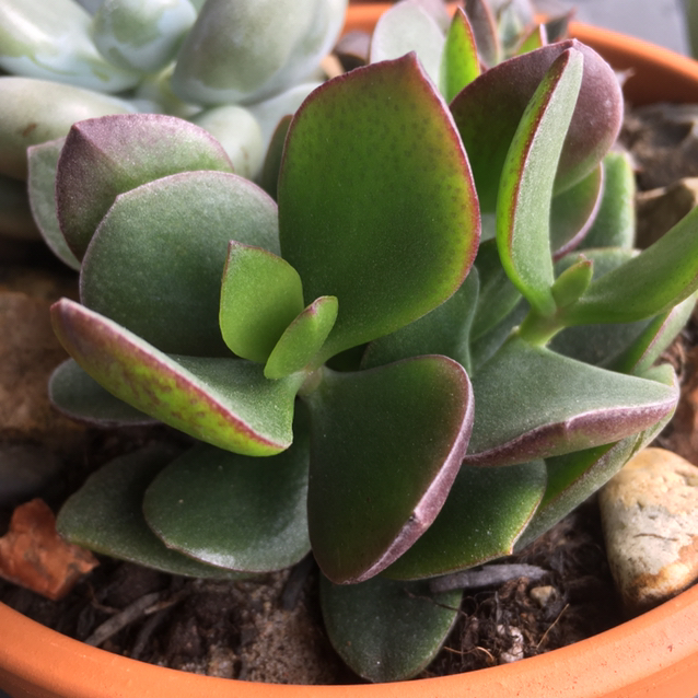 Photo of the plant species Ripple Jade by @mothiigobrrrr named dream on Greg, the plant care app