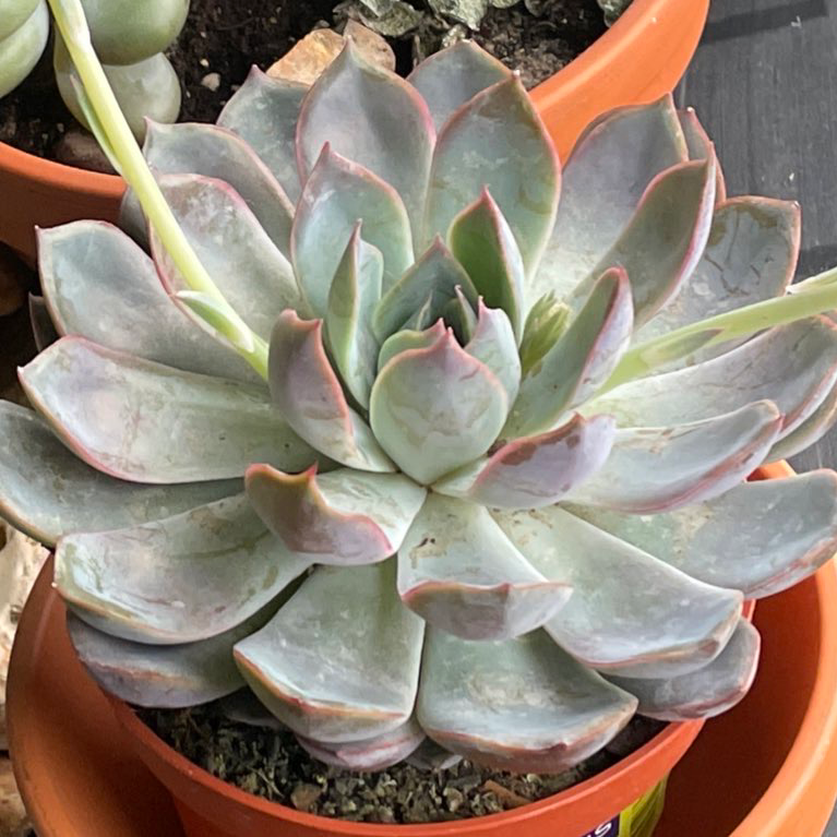 Photo of the plant species Echeveria 'Summer' by @mothiigobrrrr named Your plant on Greg, the plant care app