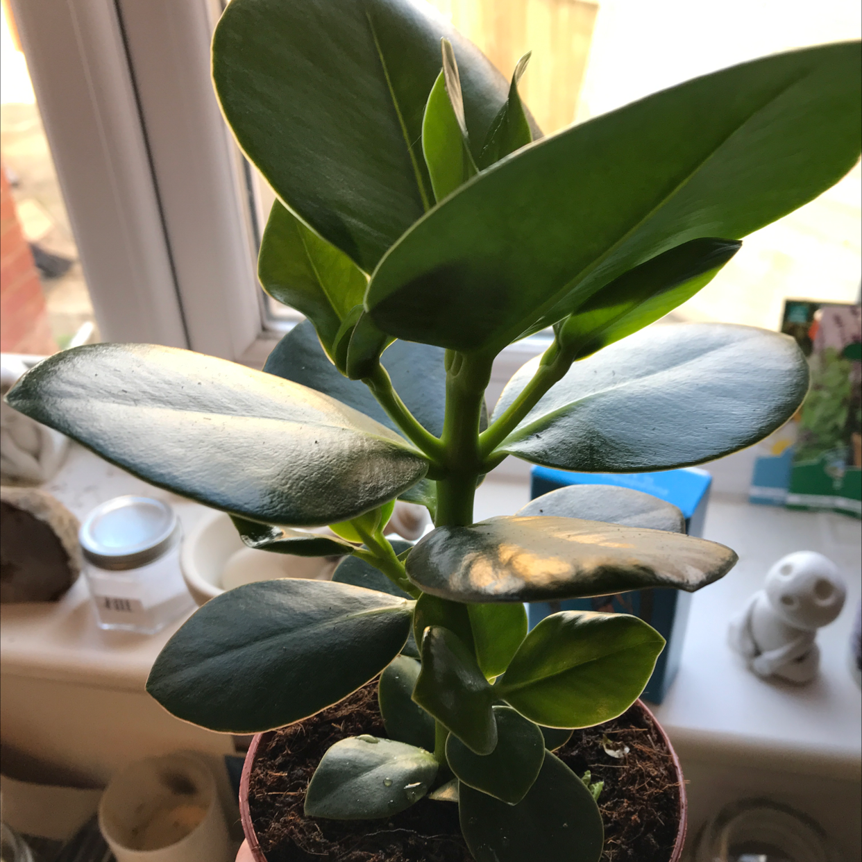 Photo of the plant species Autograph Tree by @emmierose named Osmo on Greg, the plant care app