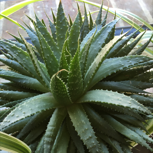 Aloe Aristata plant photo by Juliette named Demi on Greg, the plant care app.