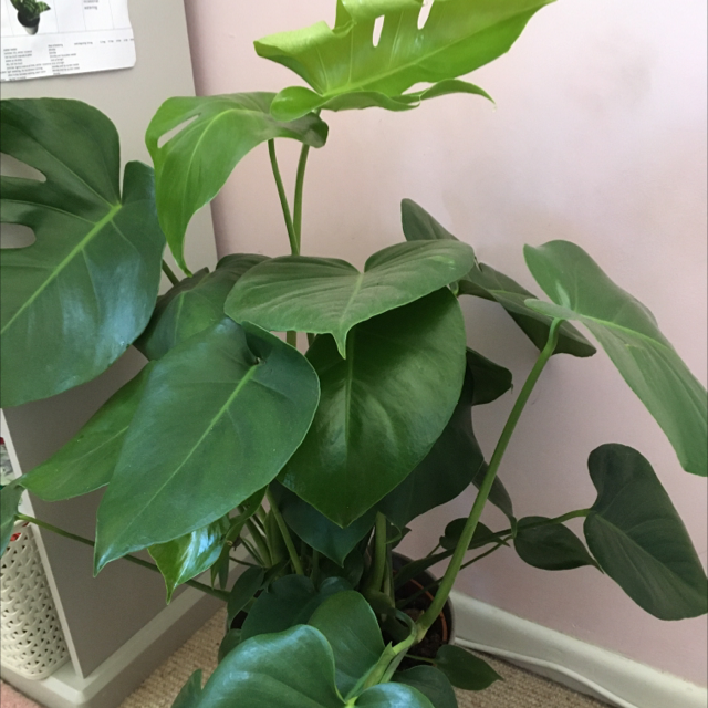 Monstera plant photo by Juliette named Camile on Greg, the plant care app.