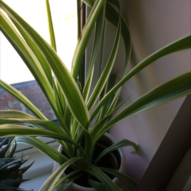 Spider Plant plant photo by Juliette named Madonna on Greg, the plant care app.