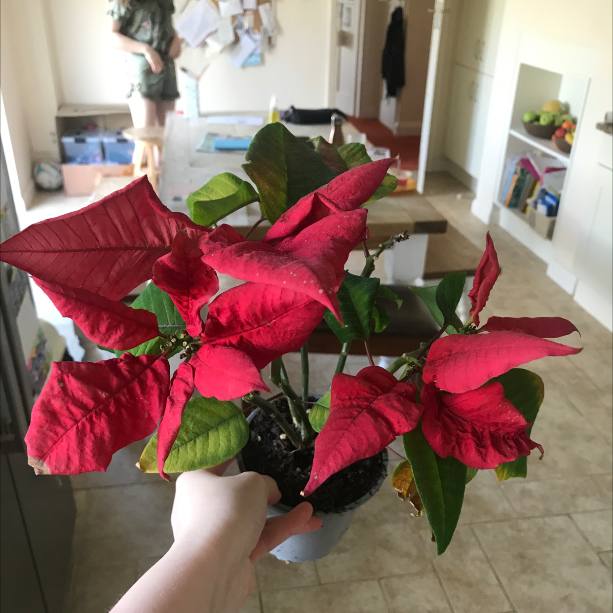 Photo of the plant species Poinsettia by Asher named Beryl on Greg, the plant care app