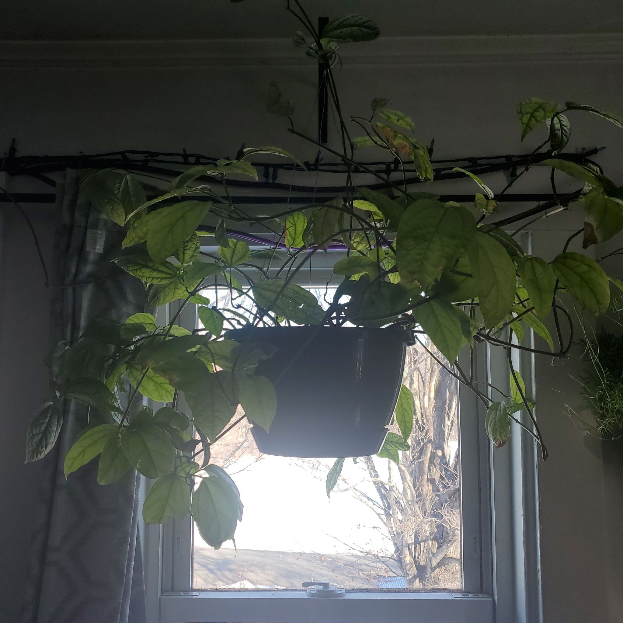 Hanging Bleeding Heart Vine plant with some yellowing leaves in front of a window.