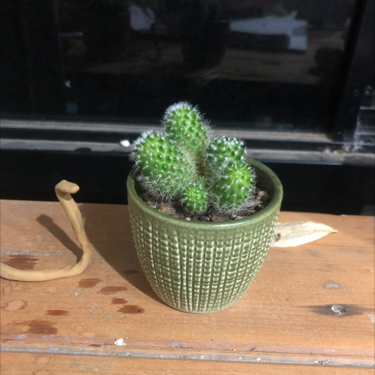 Photo of the plant species Orange Crown Cactus by @Cake_Baked named Carl on Greg, the plant care app