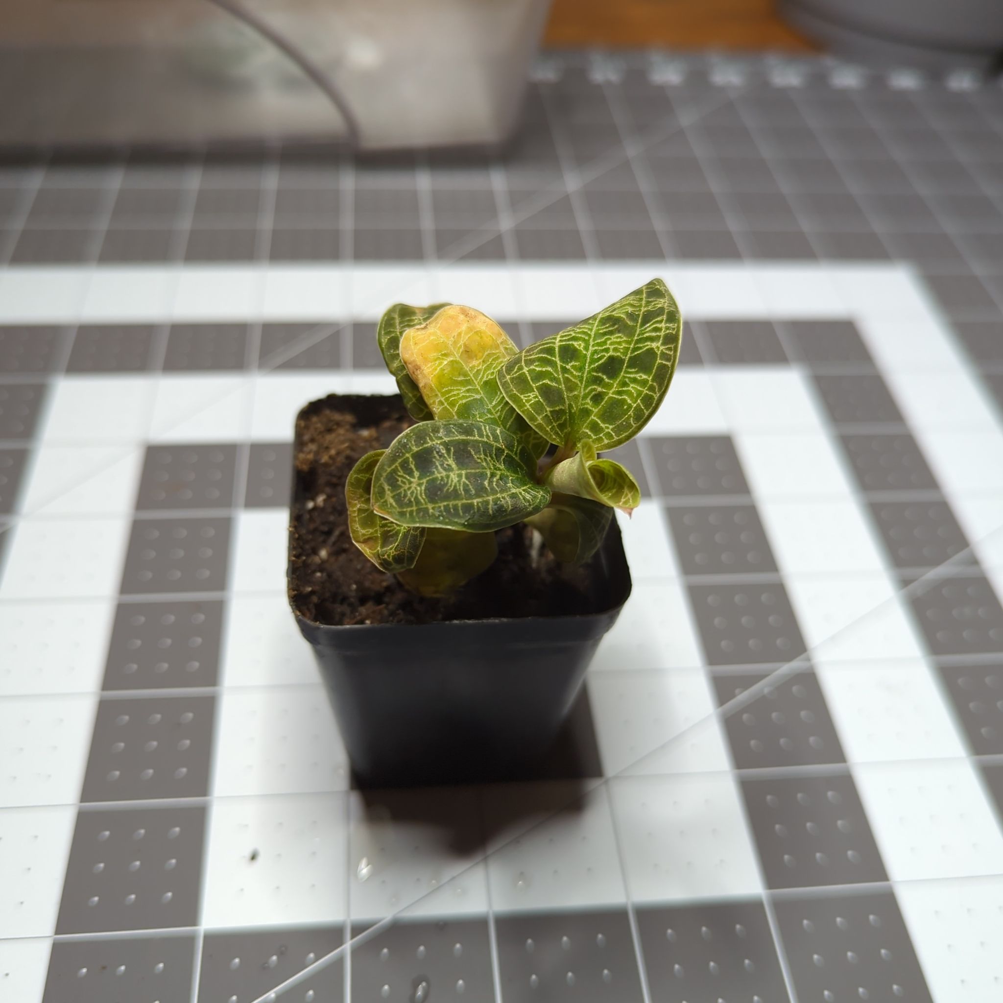 Lightning Bolt Jewel Orchid in a small pot with veined leaves and some yellowing.