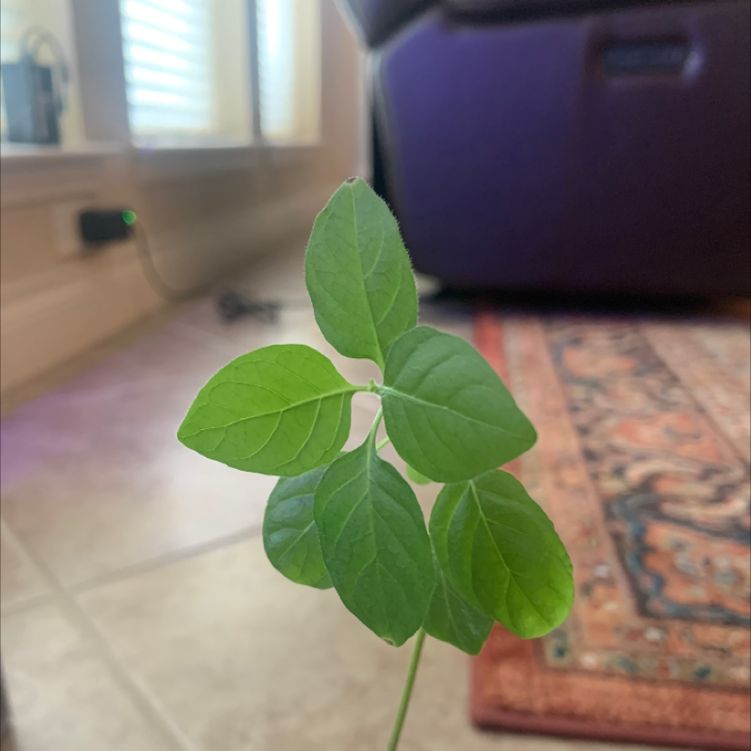 Photo of the plant species Shrimp Plant by @delaneylkeller named Marylin on Greg, the plant care app