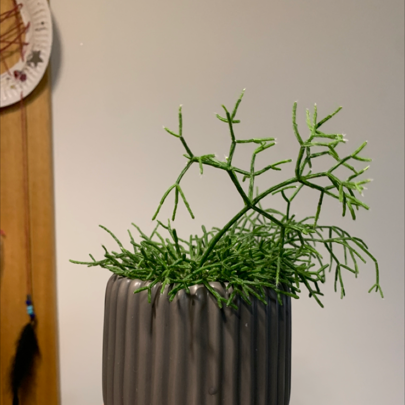Mistletoe Cactus in a ribbed, dark-colored pot with vibrant green stems.