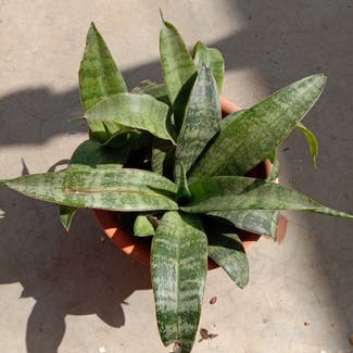 Flaming Sword Bromeliad plant in Gwalior, Madhya Pradesh