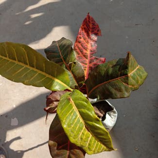 Croton 'Petra' plant in Gwalior, Madhya Pradesh