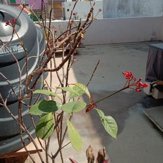 Spicy Jatropha plant in Gwalior, Madhya Pradesh
