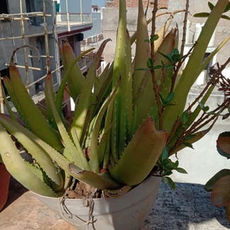 Aloe Vera plant in Gwalior, Madhya Pradesh