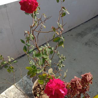 China Rose plant in Gwalior, Madhya Pradesh