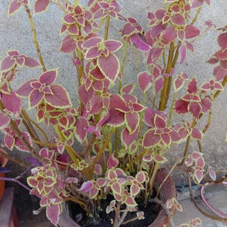 Coleus plant in Gwalior, Madhya Pradesh