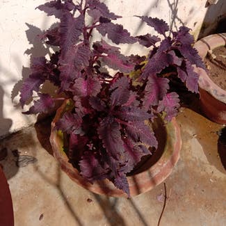 Coleus plant in Gwalior, Madhya Pradesh