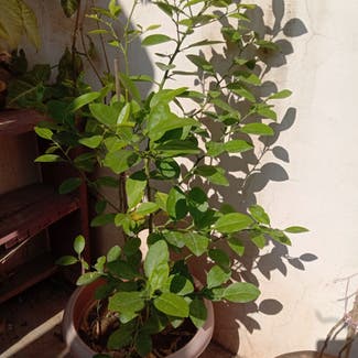 lemon tree plant in Gwalior, Madhya Pradesh