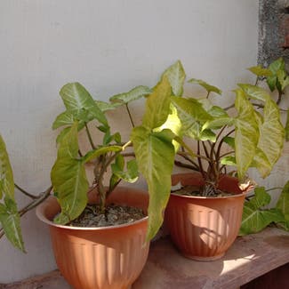 Arrowhead Plant plant in Gwalior, Madhya Pradesh