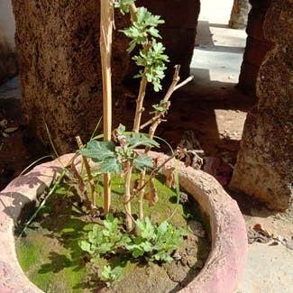 Spreading Pellitory plant in Gwalior, Madhya Pradesh