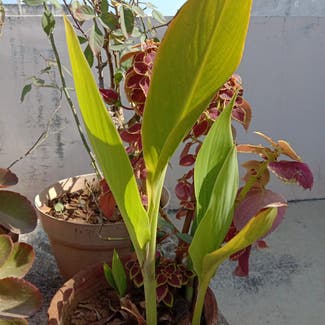 Canna Lily plant in Gwalior, Madhya Pradesh