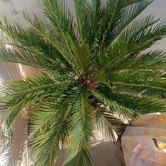 Sago Palm plant in Gwalior, Madhya Pradesh