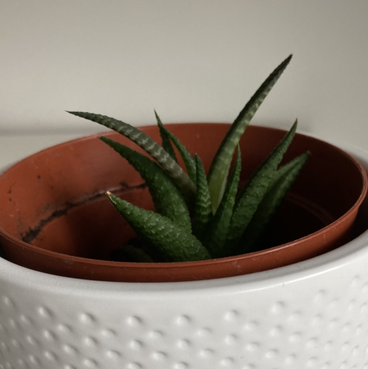 Zebra Plant plant photo by @enbyplantparent named Medusa’s Plant on Greg, the plant care app.