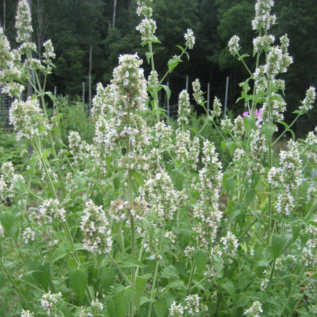 Healthy Catnip plant (Nepeta cataria) with numerous flowering spikes in an outdoor setting.