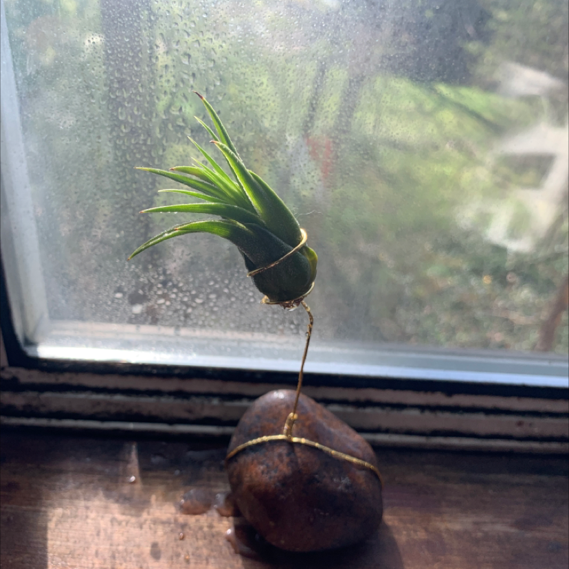 Fishbone Air Plant mounted on a rock with wire, placed on a windowsill.