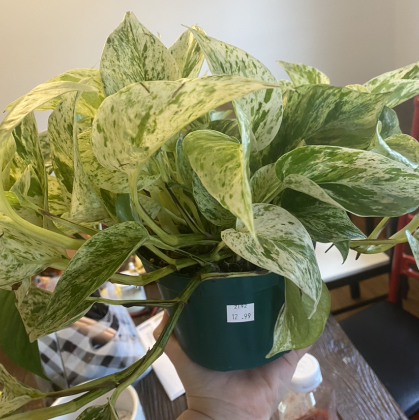 Snow Queen Pothos plant with variegated leaves held by a hand.