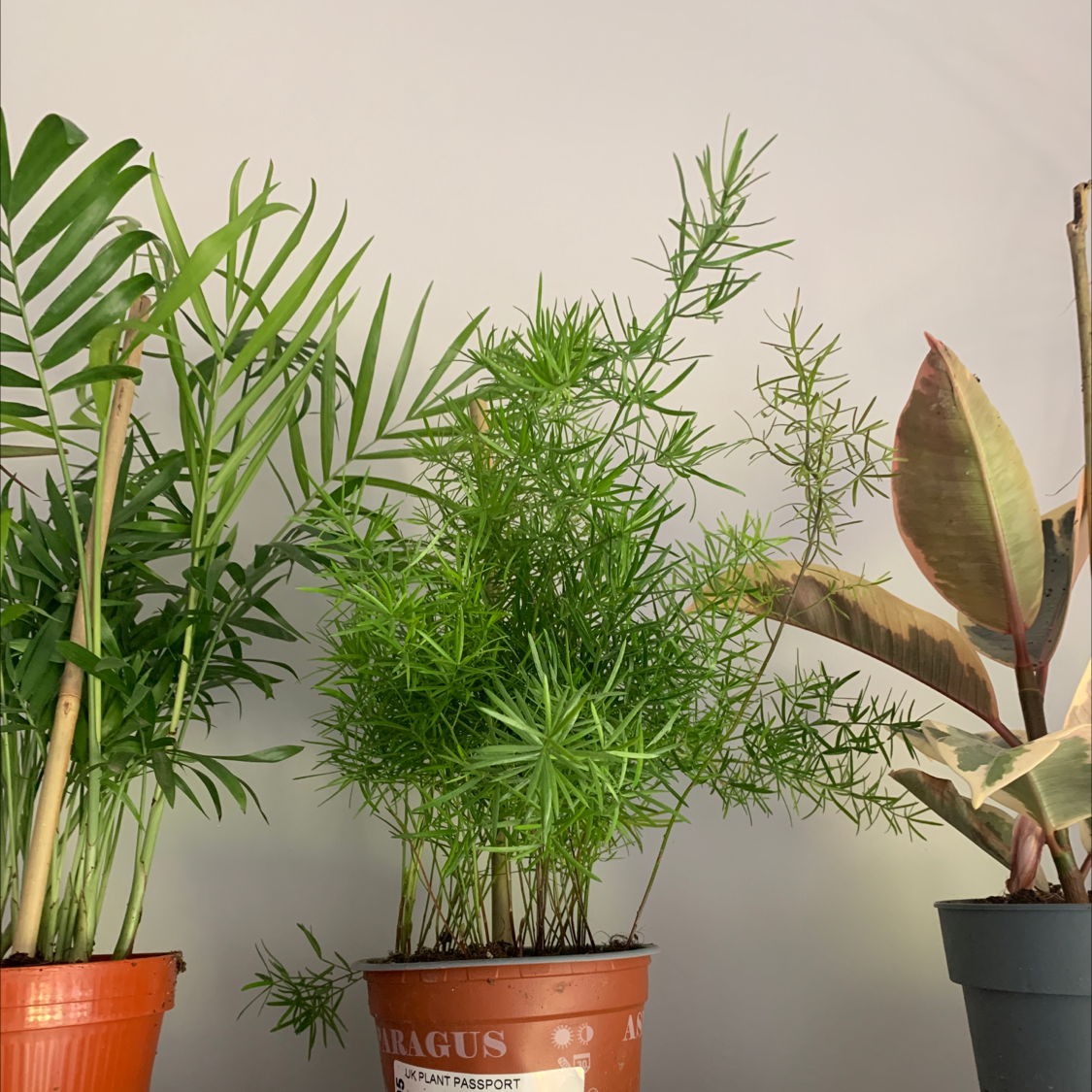 Photo of the plant species Sprenger's Asparagus by @elashibli named rodrick on Greg, the plant care app