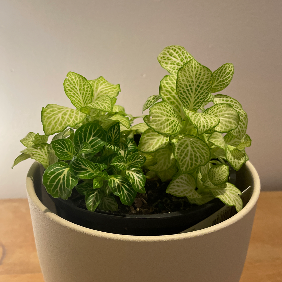 Healthy White Anne Nerve Plant in a pot with vibrant leaves and distinct white veins.