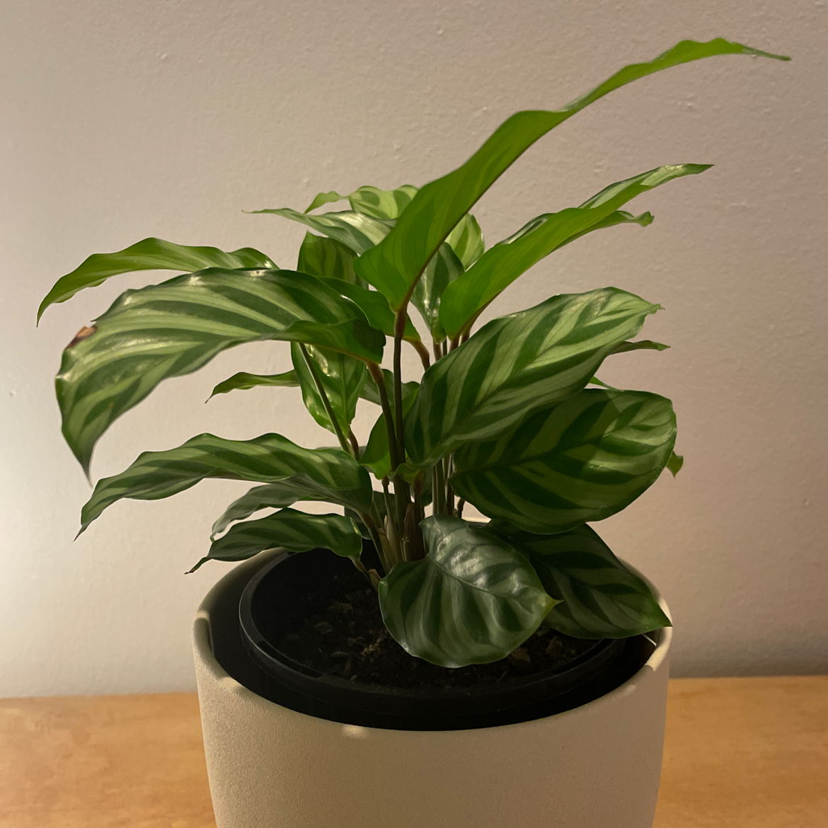 Calathea 'Freddie' plant in a pot with healthy green and white striped leaves.
