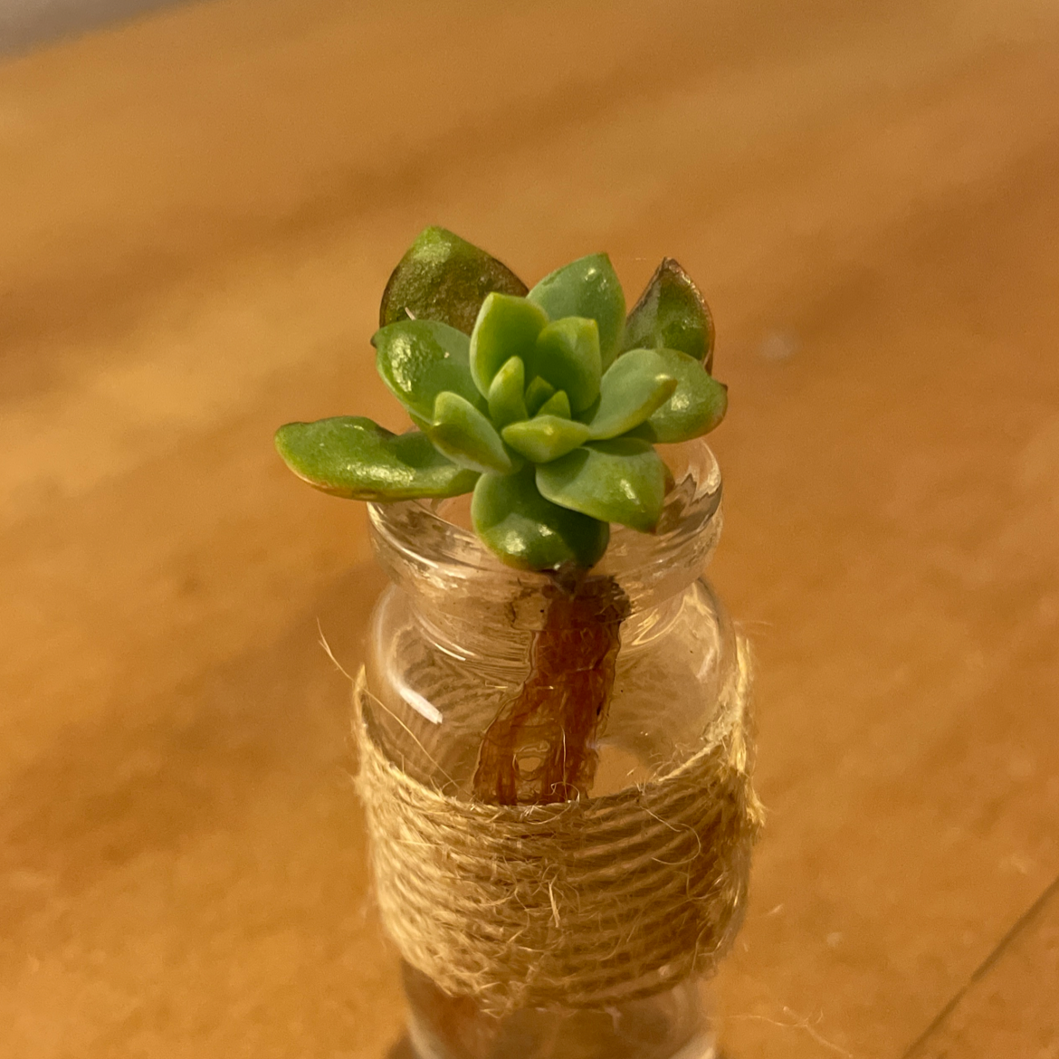 Purdy's Stonecrop succulent in a small glass container wrapped with twine.