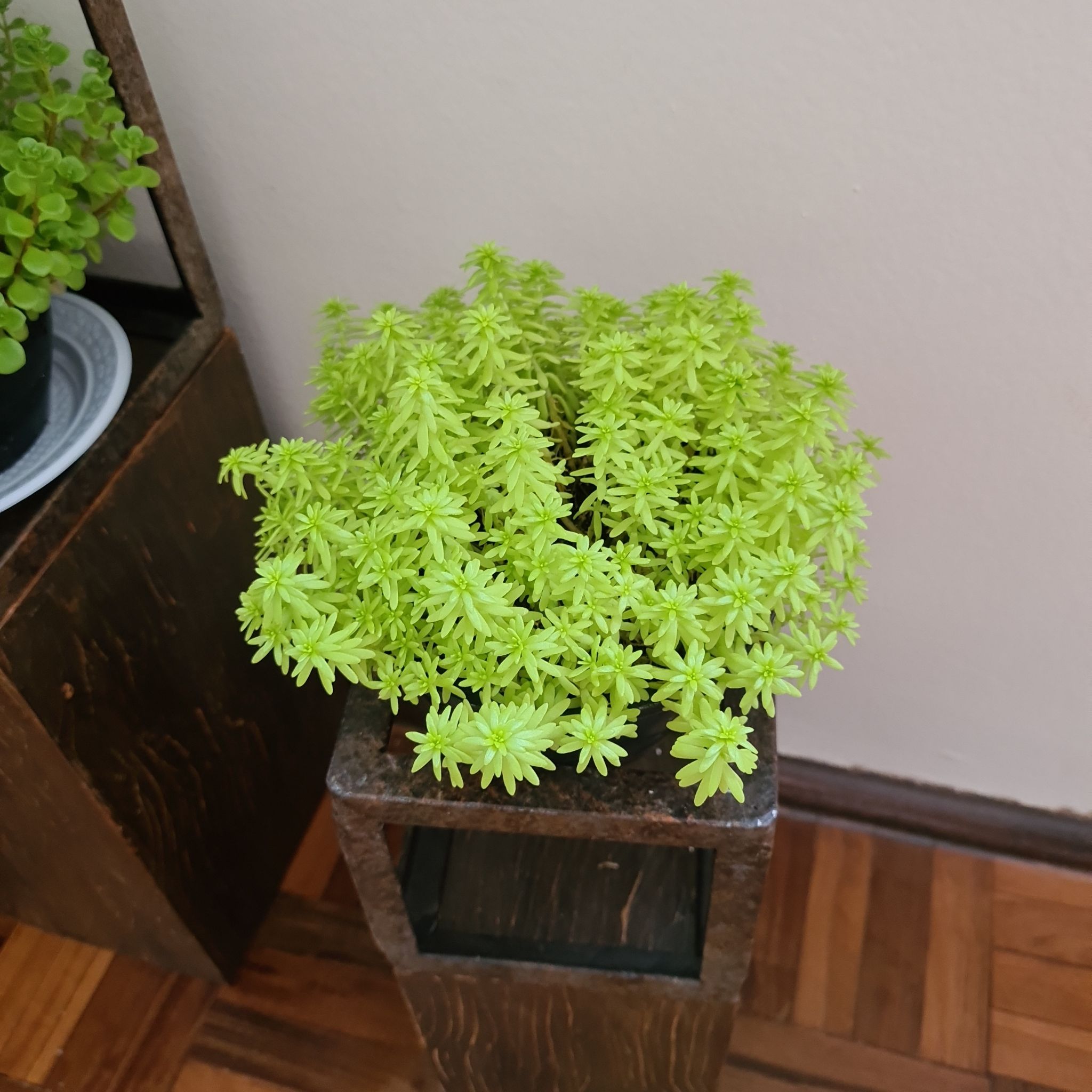 Healthy Spanish Stonecrop plant in a pot, vibrant green leaves, no visible soil.