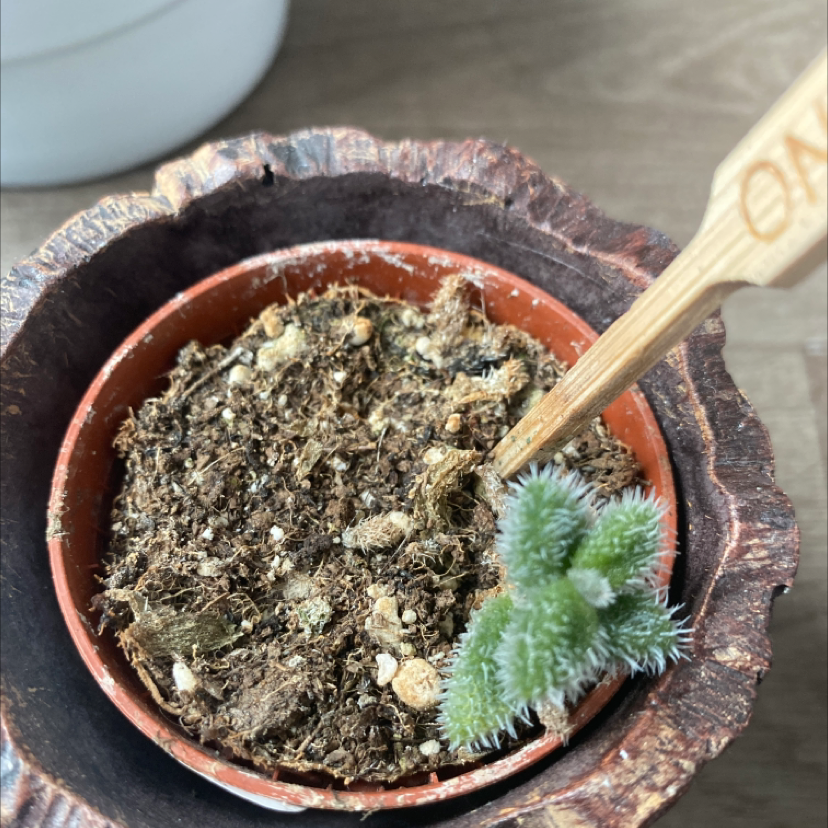 Pickle Plant in a pot with visible soil, showing small, fuzzy leaves.